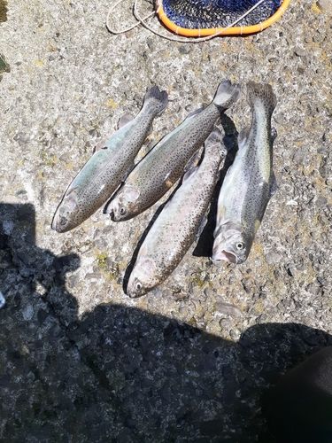千早川マス釣り場