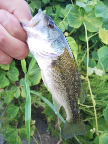 ラージマウスバスの釣果
