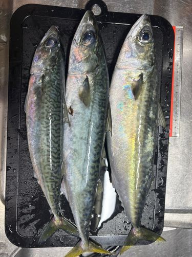 サバの釣果