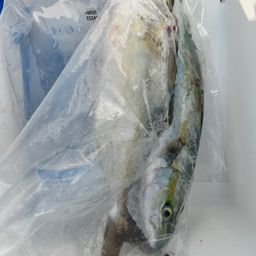 ショゴ