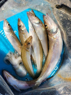キスの釣果