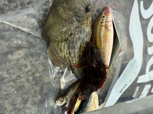 カワハギの釣果