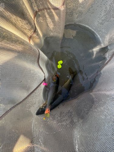 アユの釣果