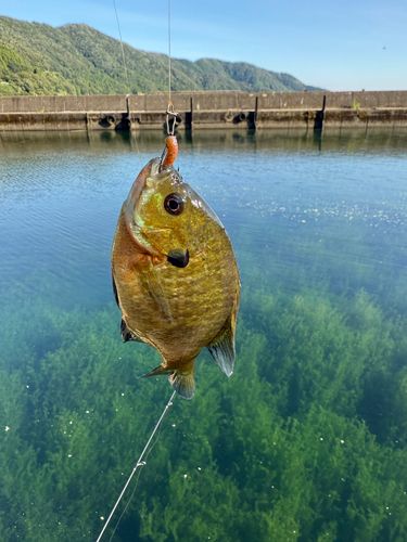 ブルーギルの釣果