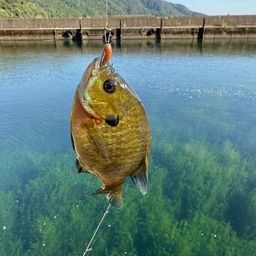 ブルーギル