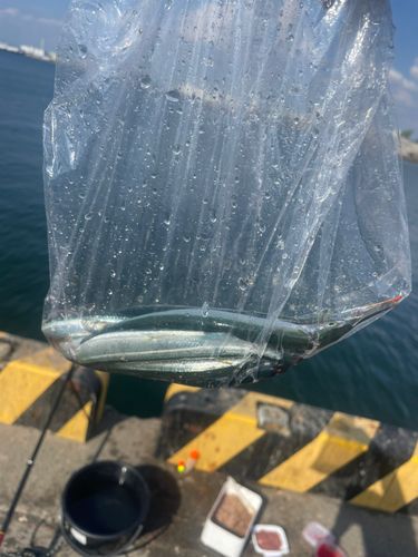 サヨリの釣果