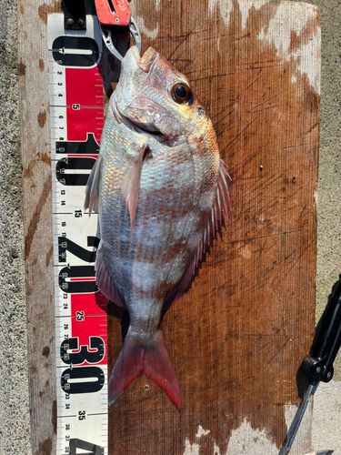 マダイの釣果