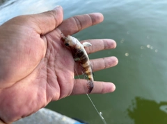 イトヒキハゼの釣果