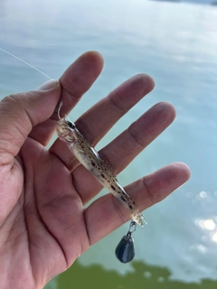 サビハゼの釣果