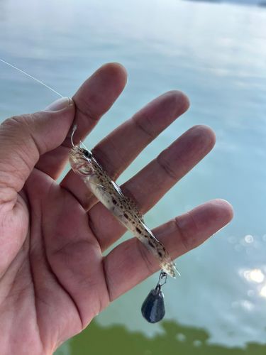 サビハゼの釣果