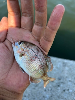 チャリコの釣果