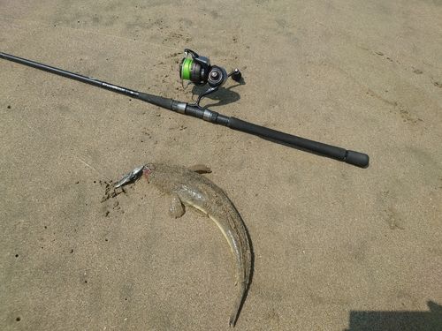 マゴチの釣果