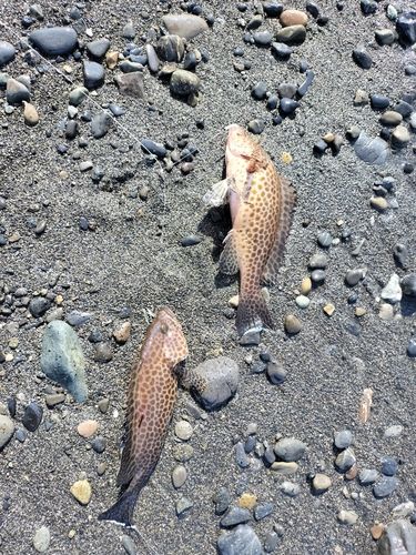 オオモンハタの釣果