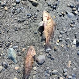 オオモンハタ
