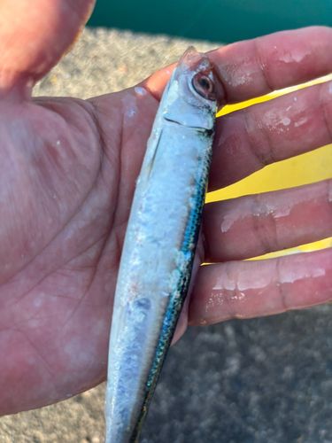 ウルメイワシの釣果