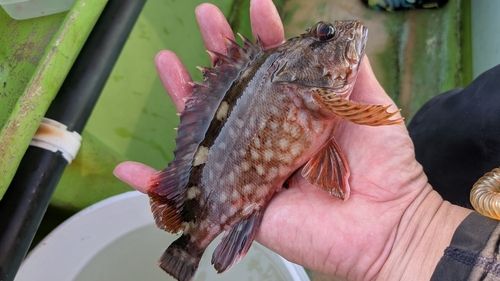 カサゴの釣果