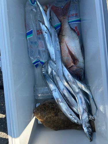 タチウオの釣果