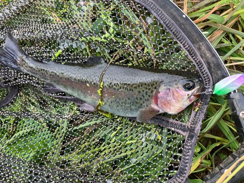 ニジマスの釣果