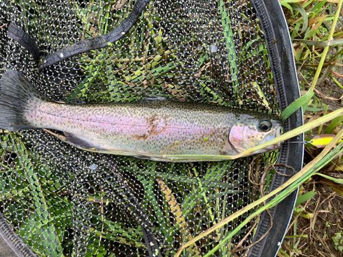 ニジマスの釣果