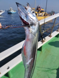 タチウオの釣果