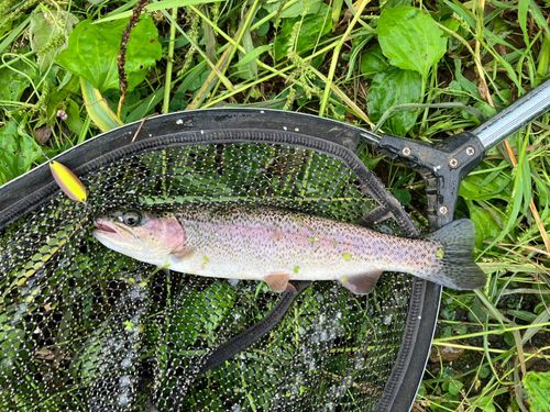 ニジマスの釣果