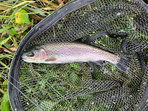 ニジマスの釣果