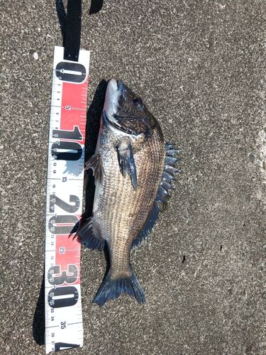 クロダイの釣果
