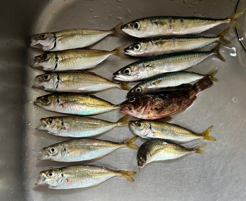アジの釣果