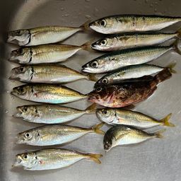 アジ
