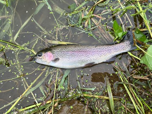 ニジマスの釣果