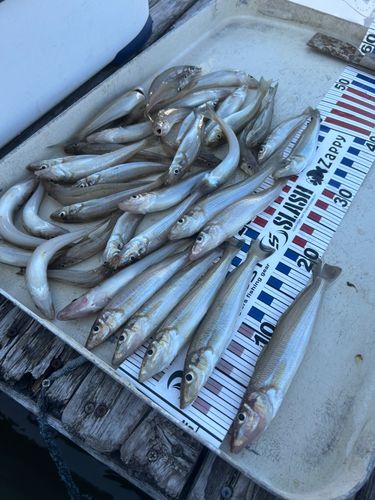 シロギスの釣果
