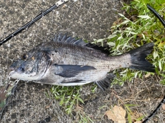 クロダイの釣果