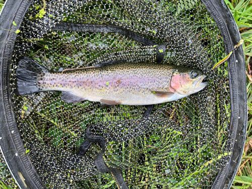 ニジマスの釣果