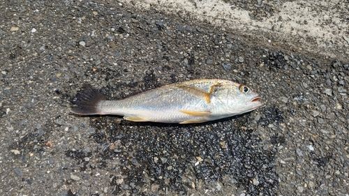 イシモチの釣果