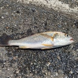 イシモチ