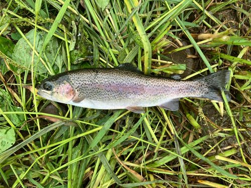 ニジマスの釣果