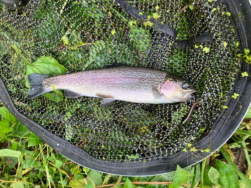 ニジマスの釣果