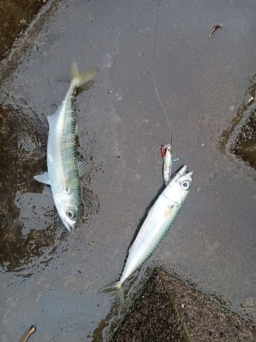 サバの釣果
