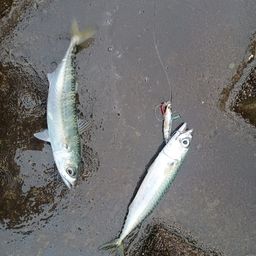 サバ