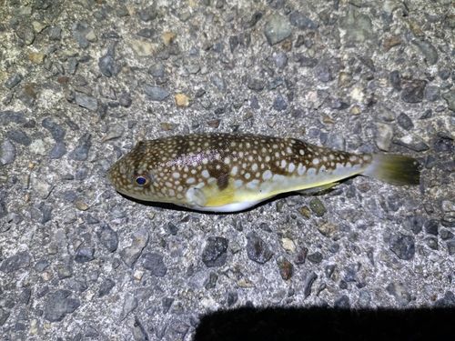 マダコの釣果