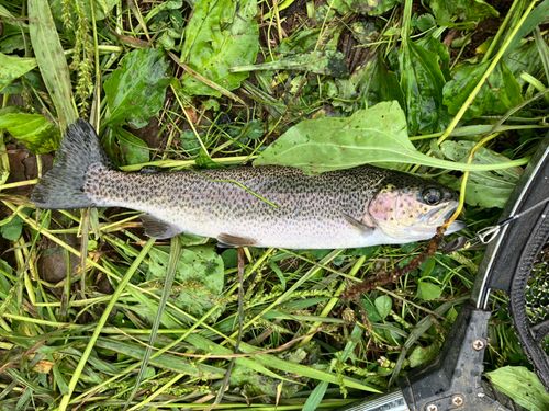 ニジマスの釣果