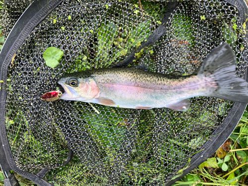 ニジマスの釣果