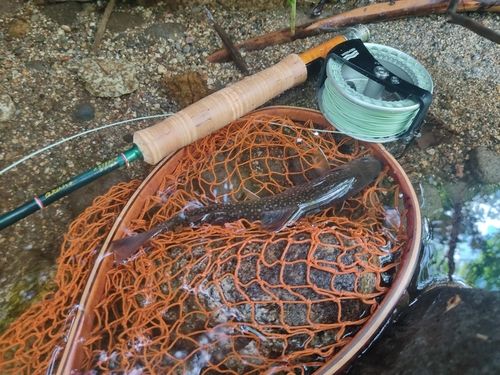 イワナの釣果