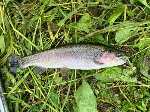 ニジマスの釣果