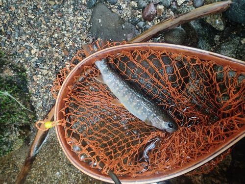 イワナの釣果