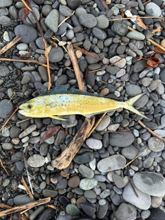 シイラの釣果