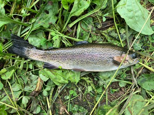 ニジマスの釣果