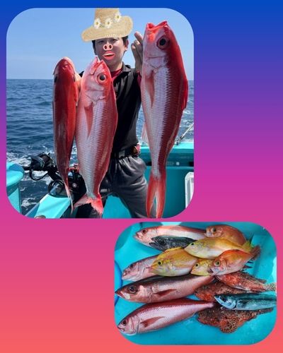 ハマダイの釣果