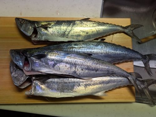 サゴシの釣果