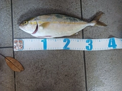 カンパチの釣果